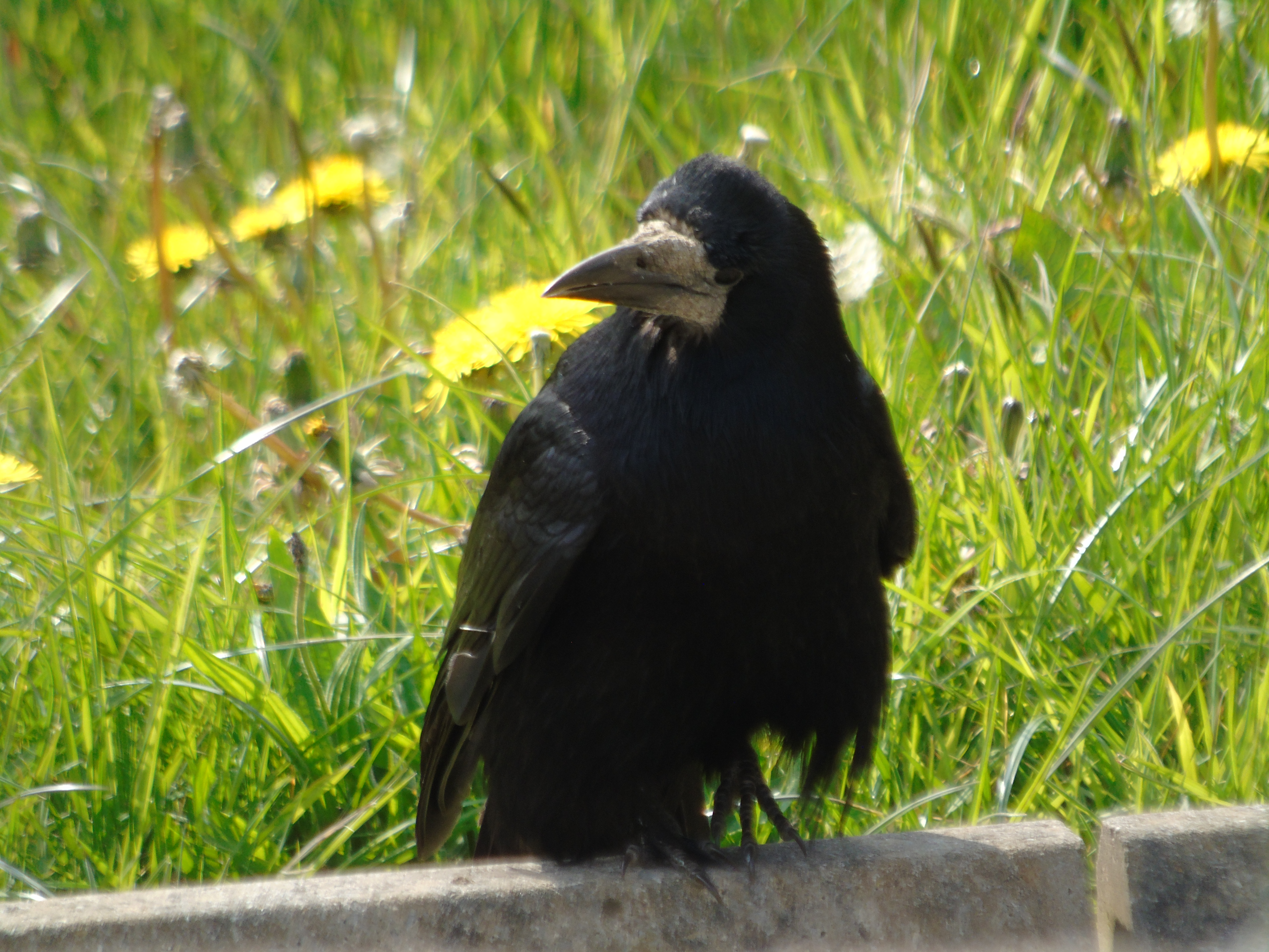 user avatar image for Connor Halpin 