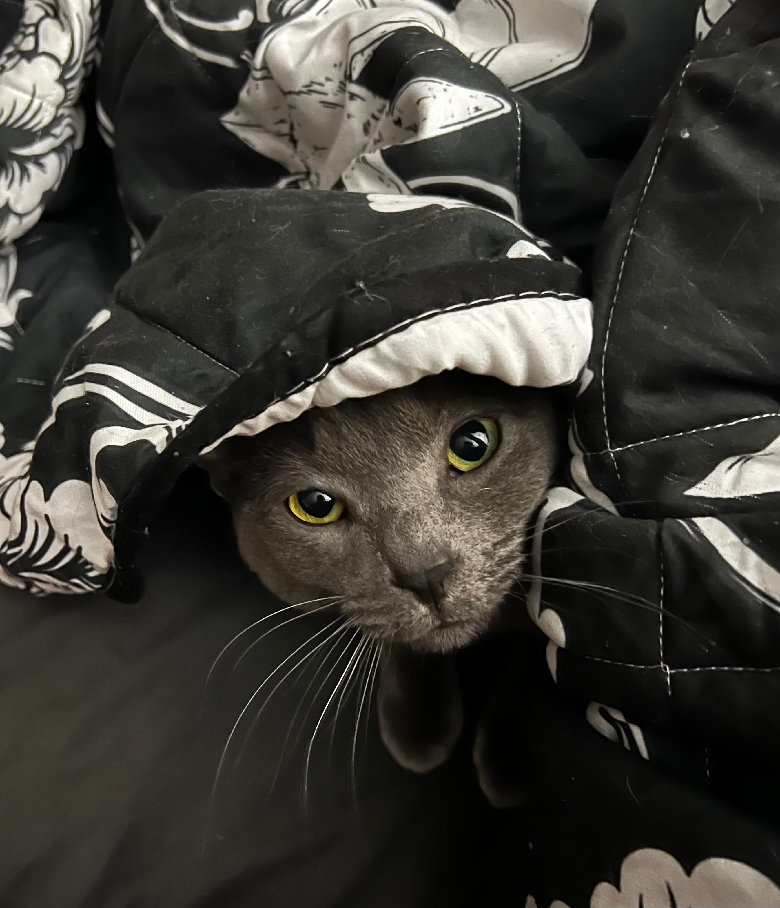 user avatar image for Patricia B