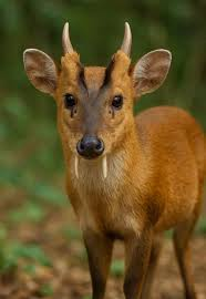 user avatar image for VetiverHunt