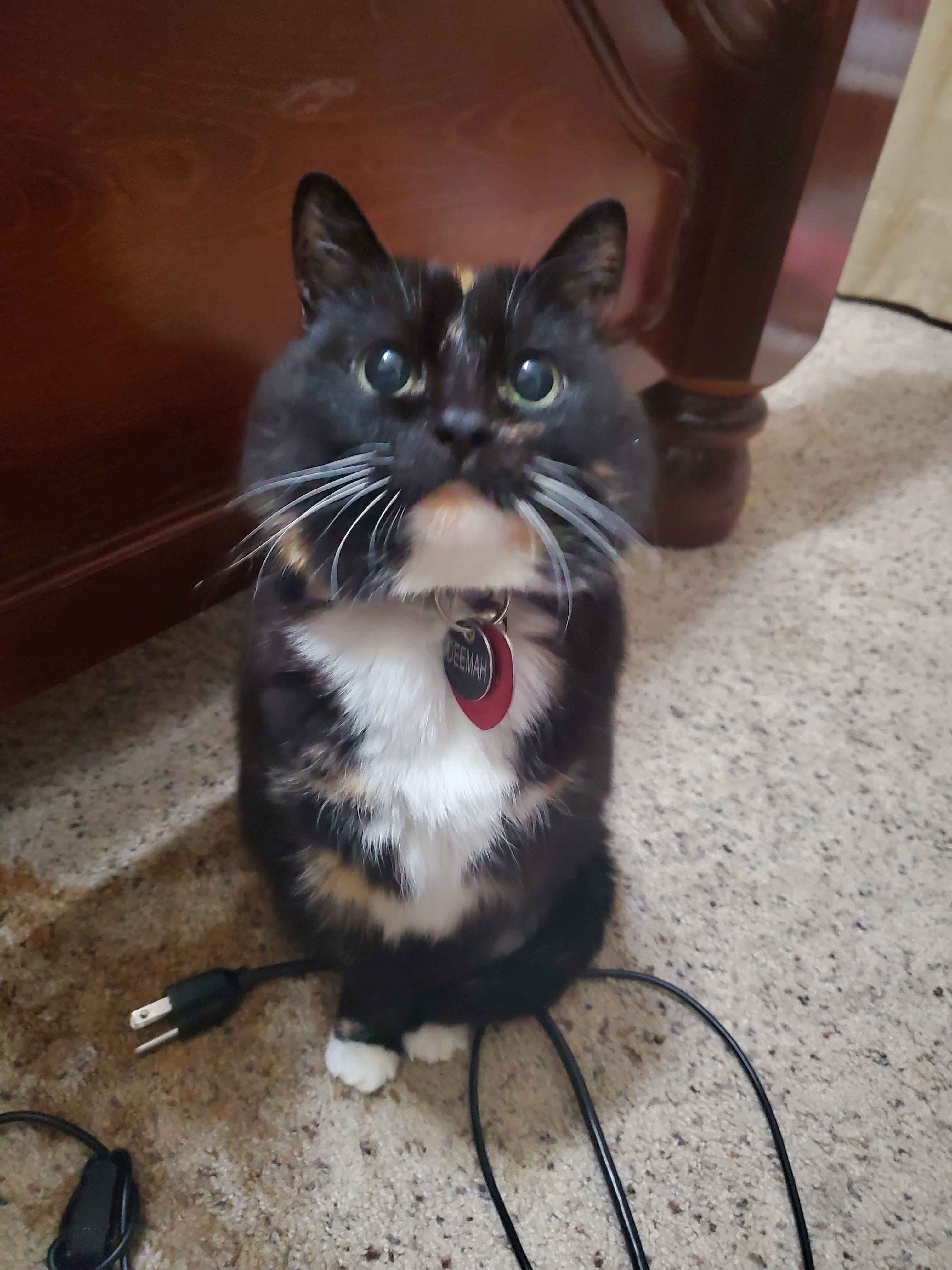 user avatar image for Kitty S.