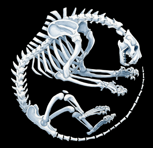 user avatar image for Palaeosinensis