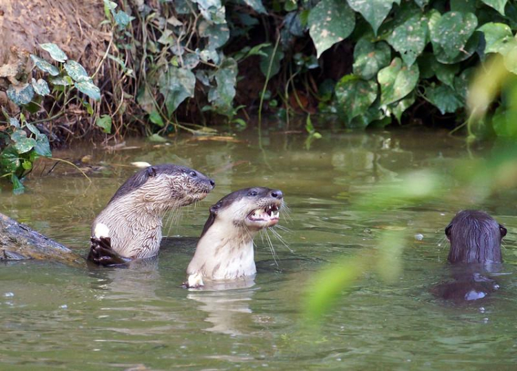 user avatar image for A.Tony