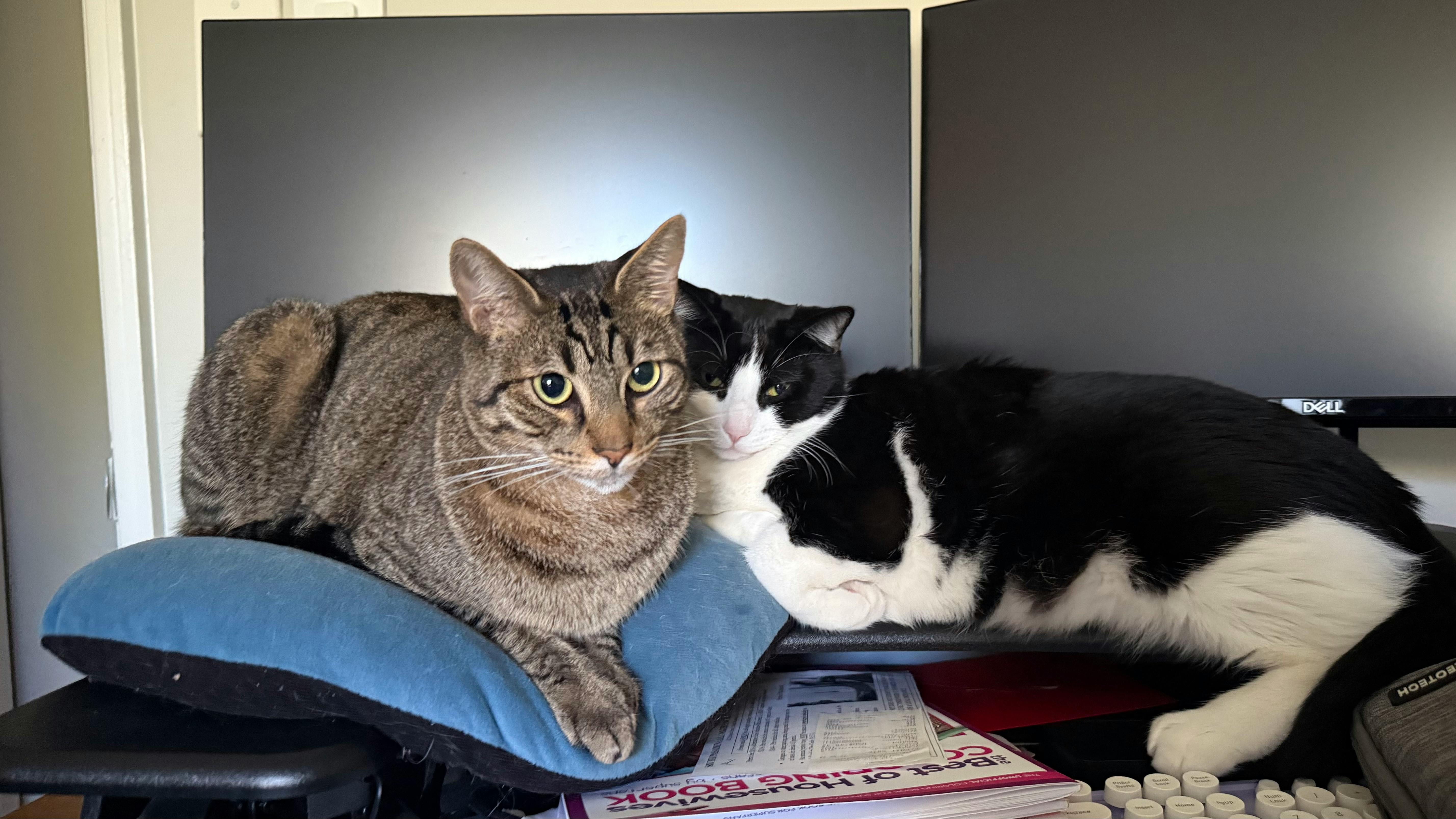 user avatar image for Felix Cortez