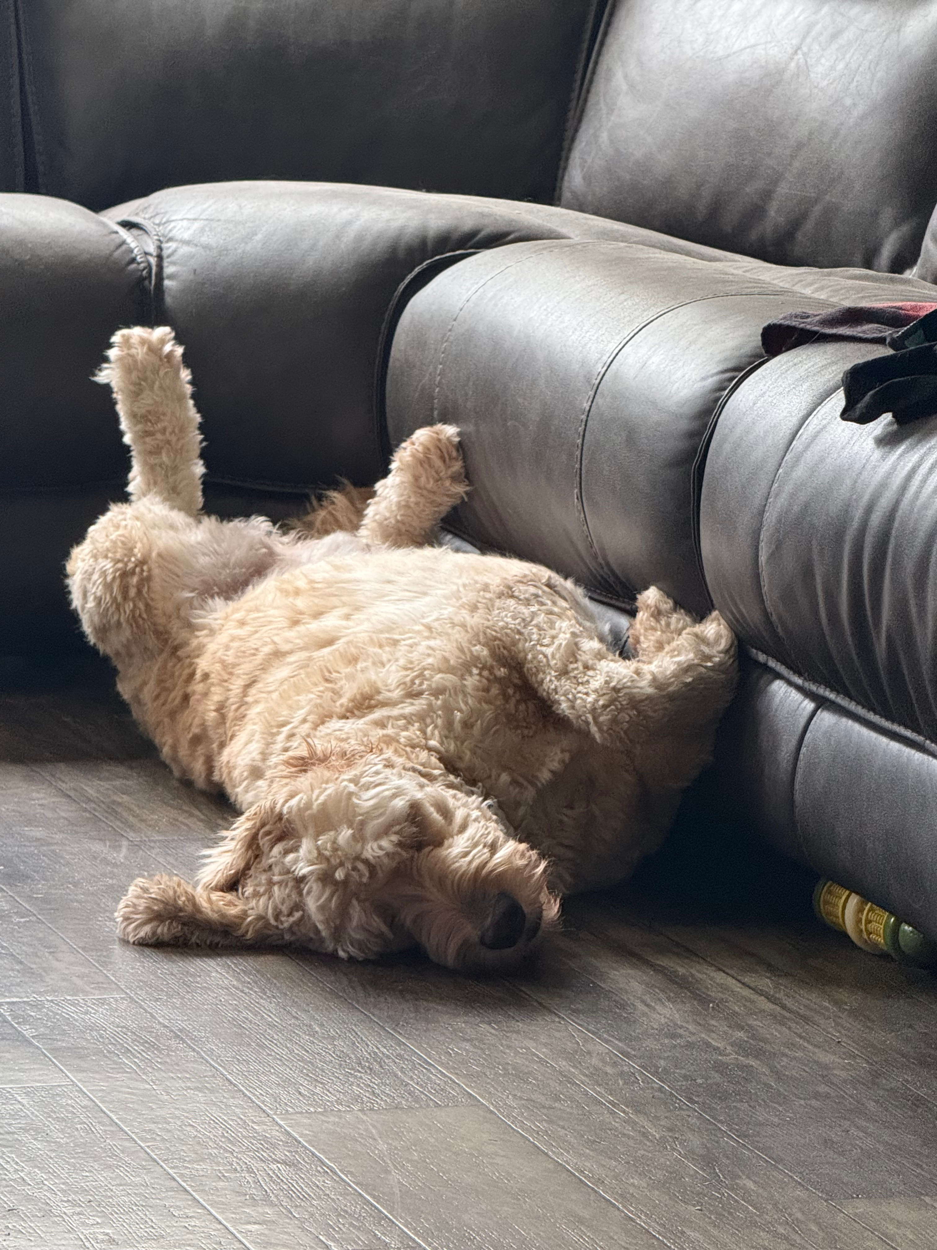 user avatar image for Trevor Piccolo