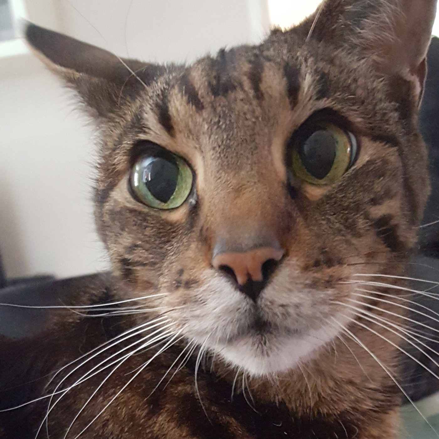 user avatar image for qualitypants