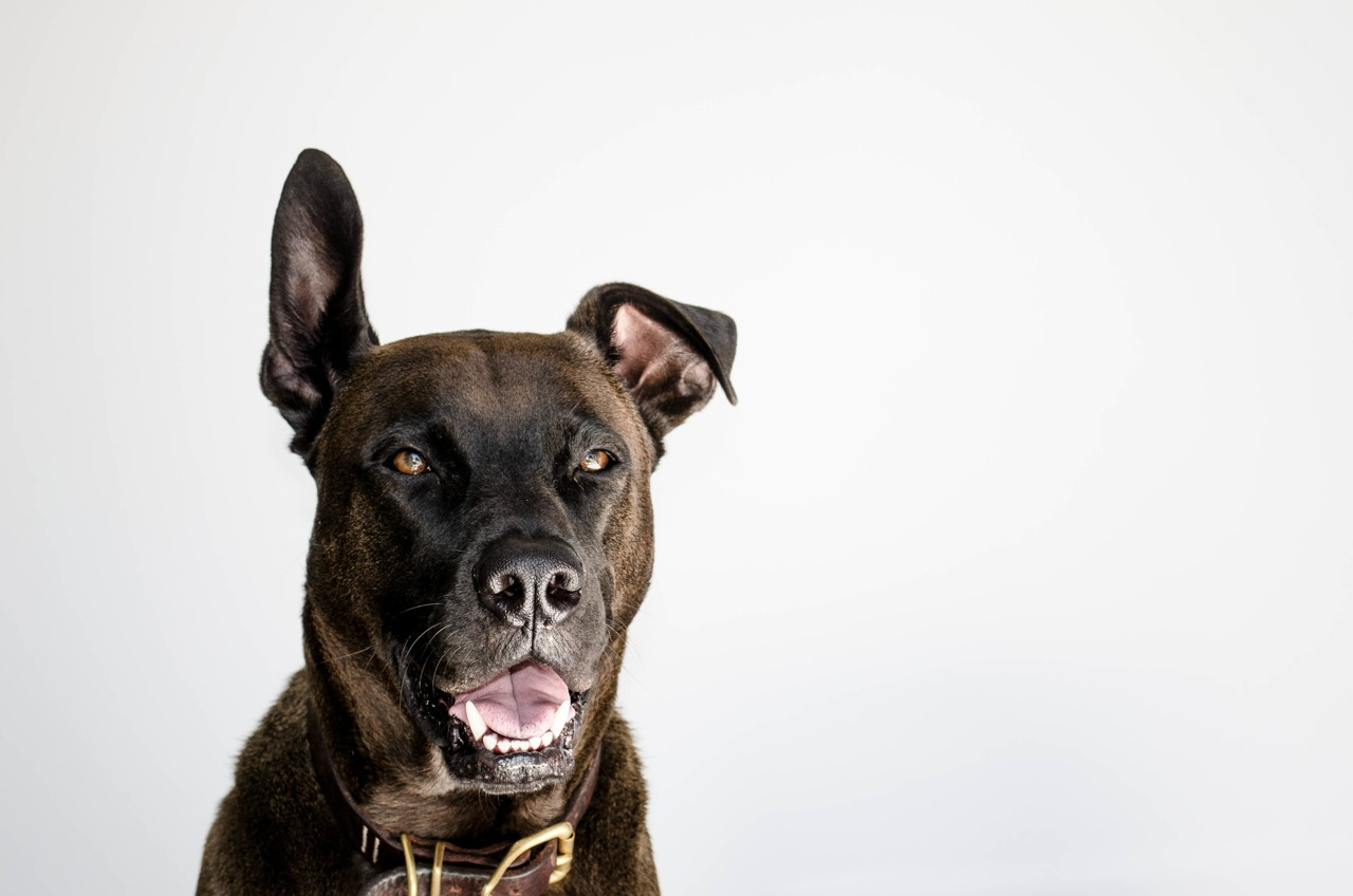 user avatar image for Dthedog