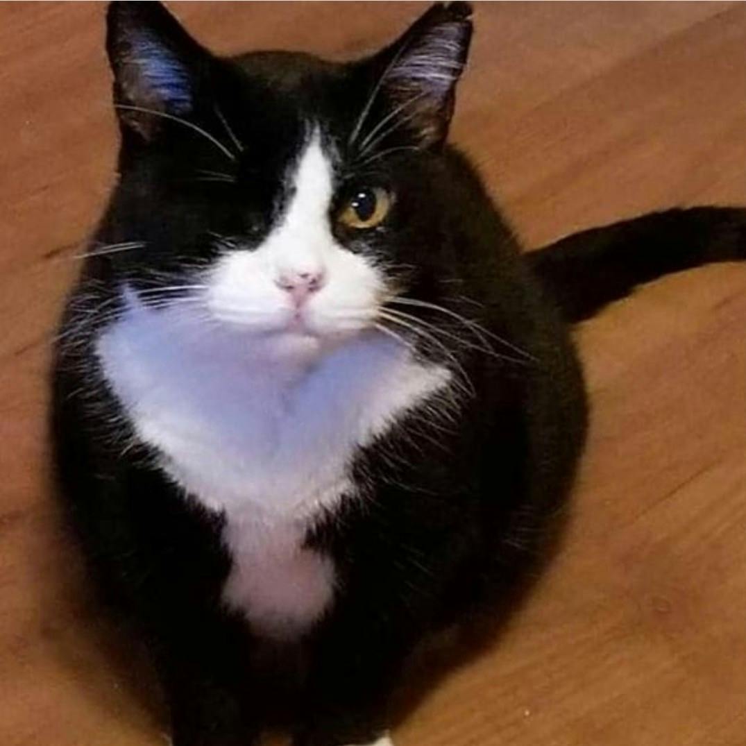 user avatar image for PirateKitty13