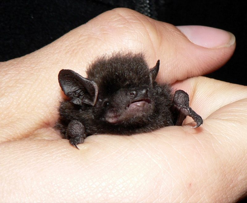 user avatar image for Divinkitty