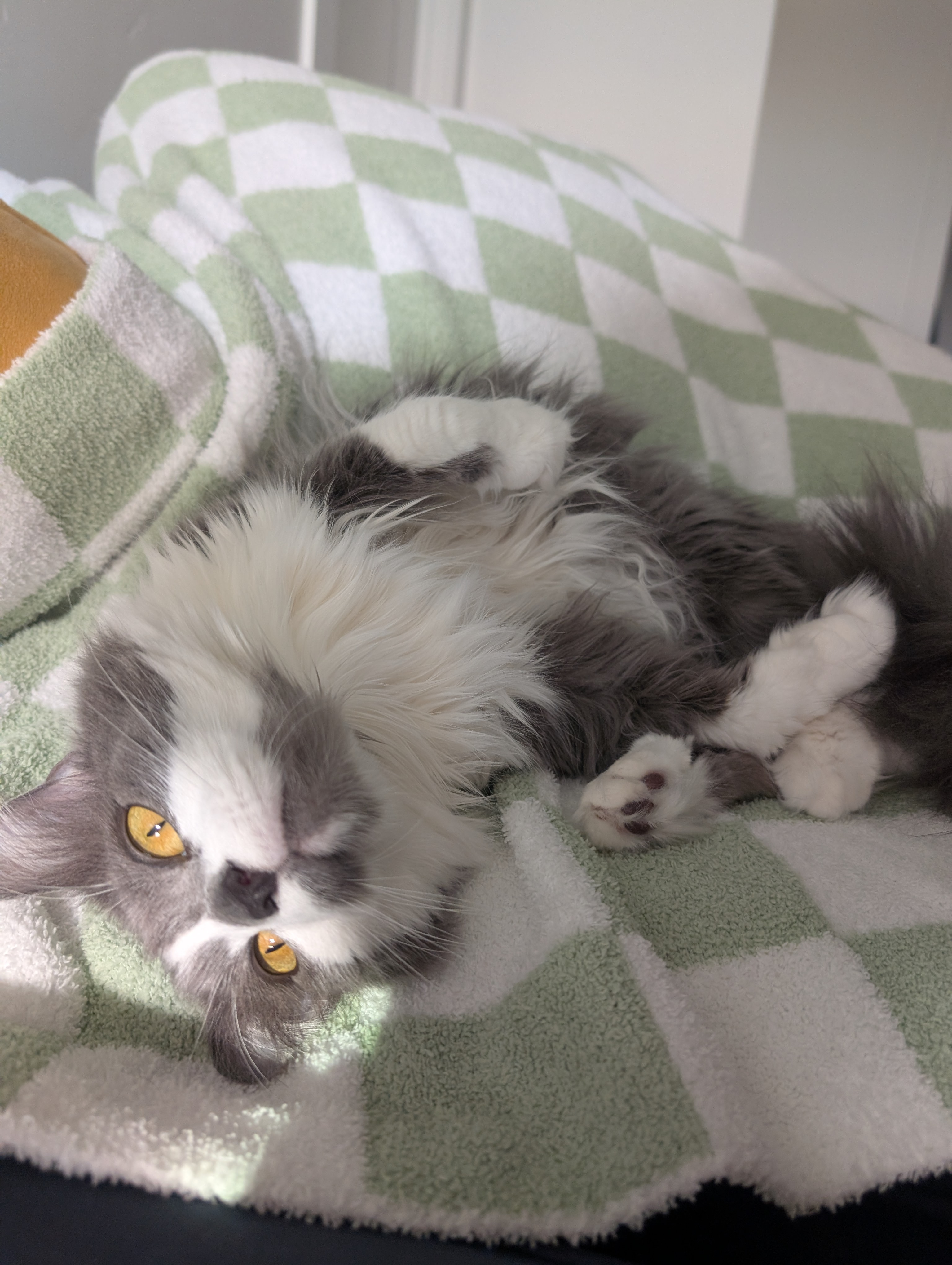 user avatar image for Kassy