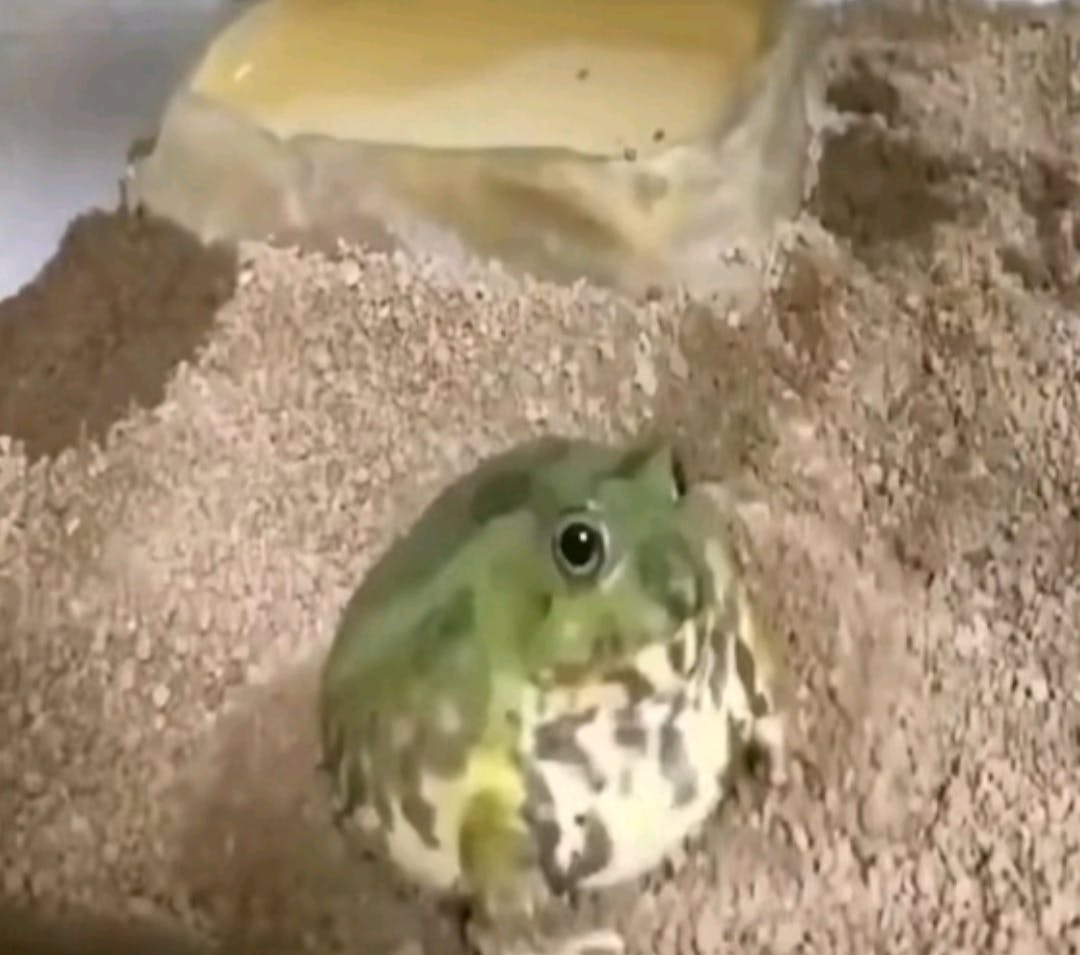 user avatar image for Potato 