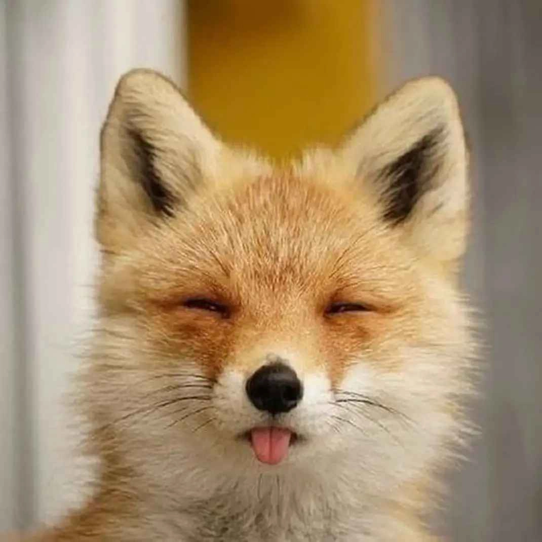 user avatar image for Dan The Fox