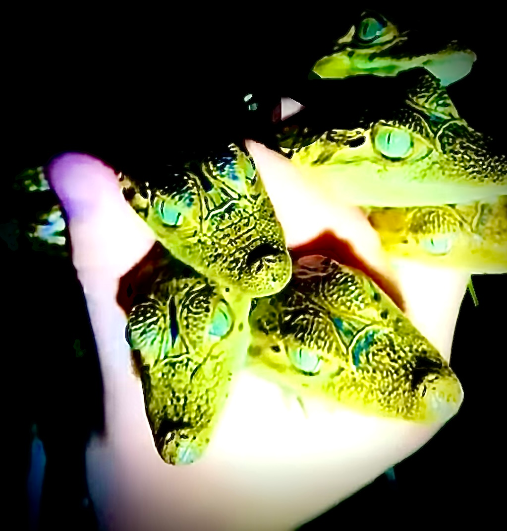 user avatar image for Makkgu