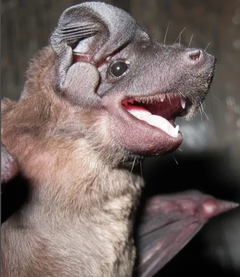 user avatar image for Bug_Bat