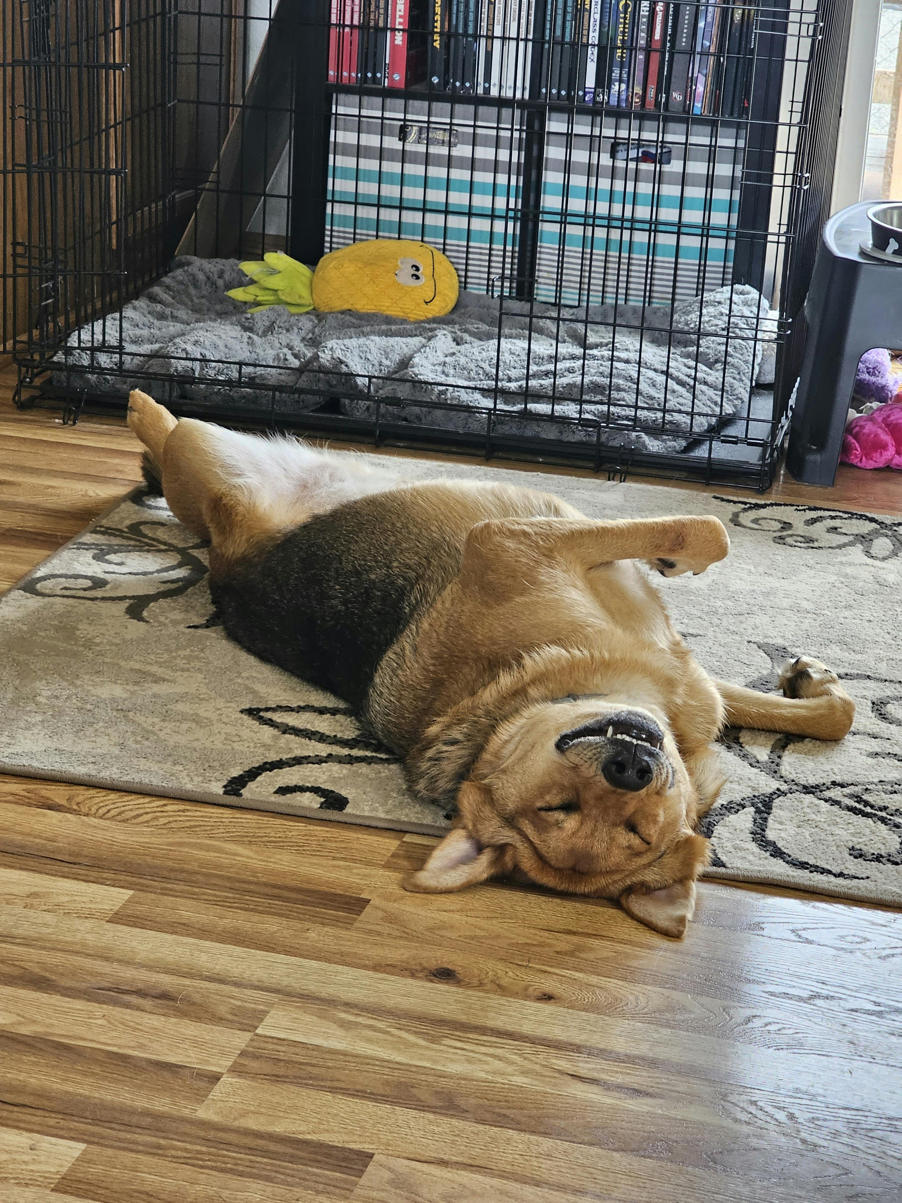 user avatar image for Amber