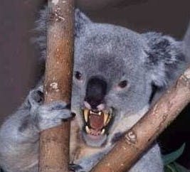 user avatar image for Dropbeartots