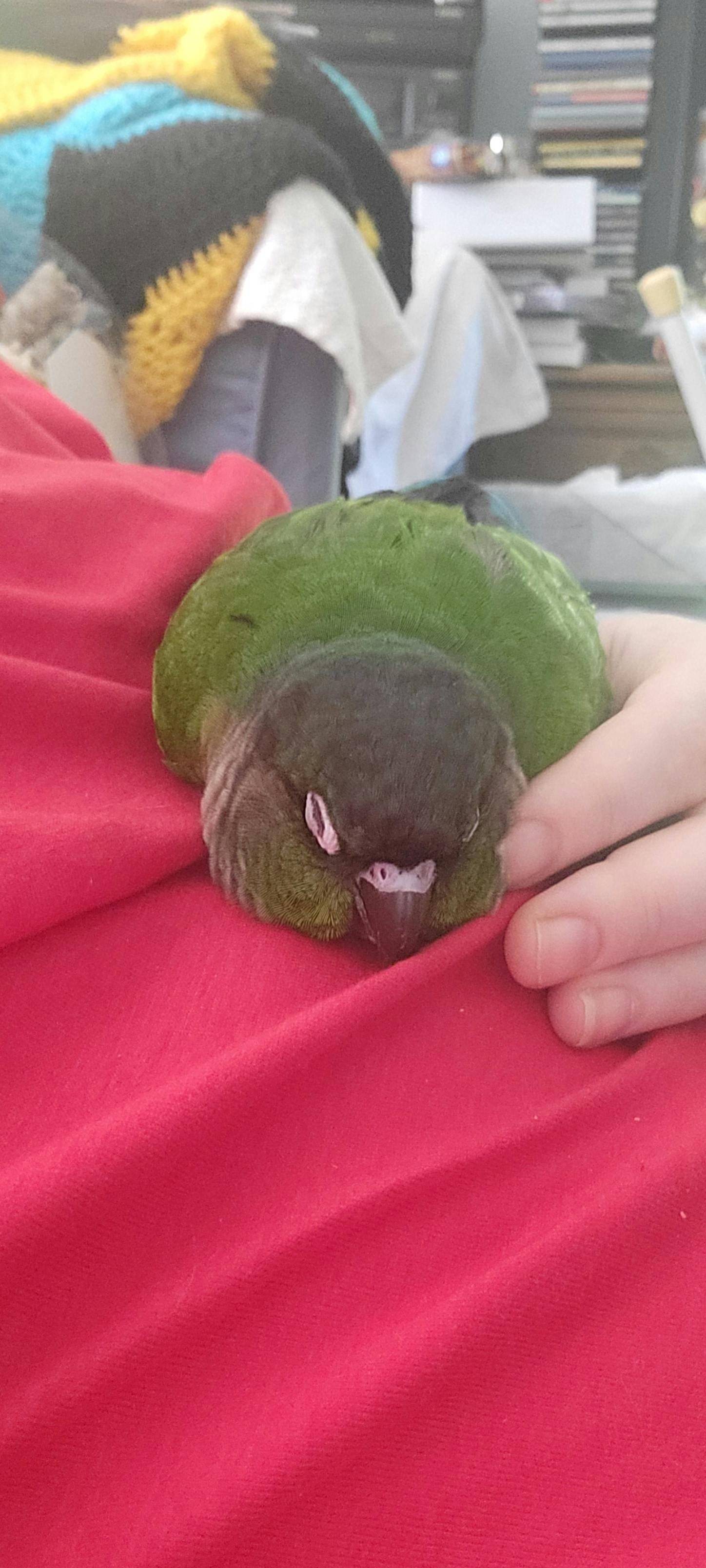 user avatar image for Liz A