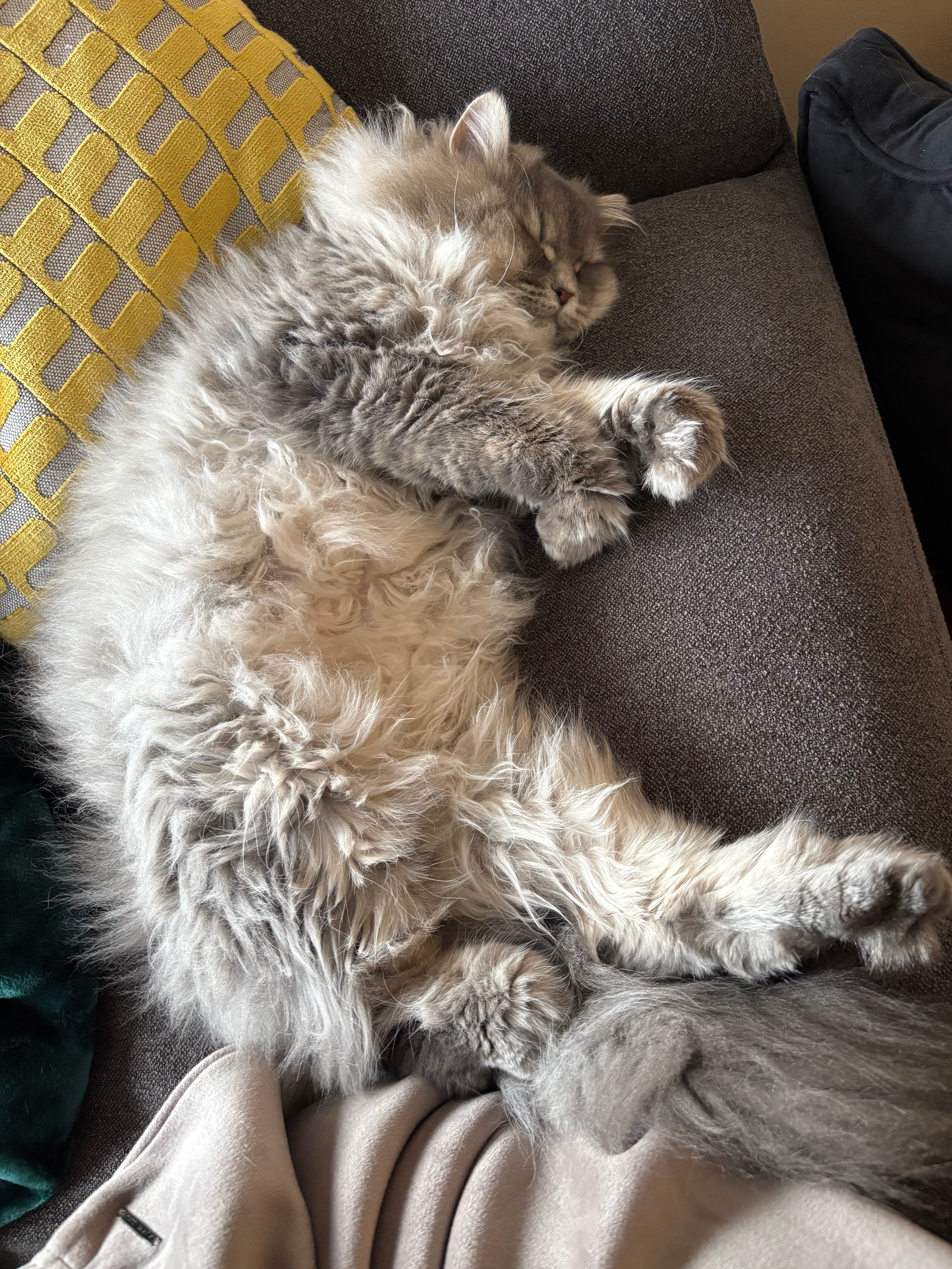 user avatar image for Chey