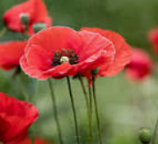 user avatar image for Ruby