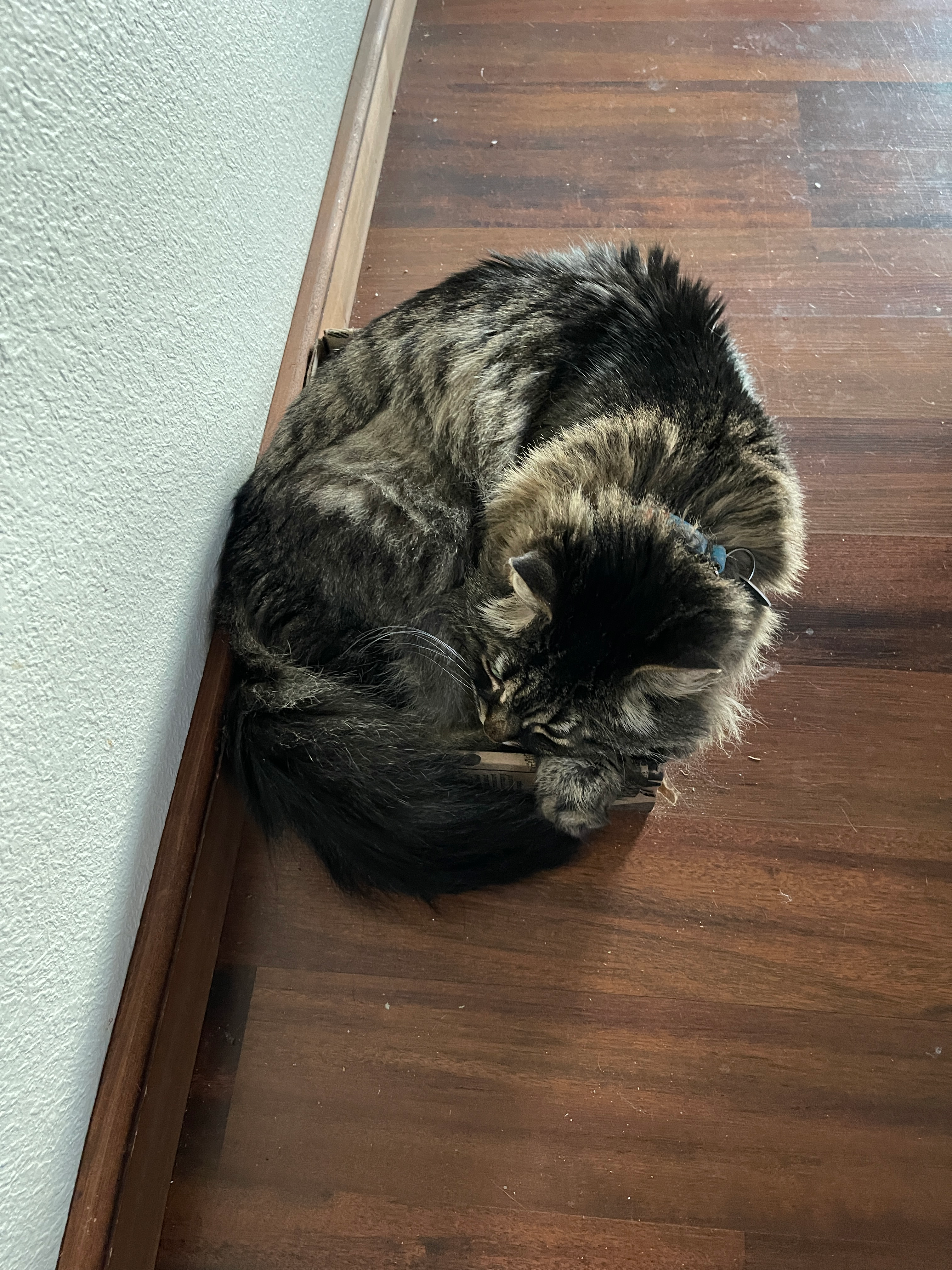 user avatar image for Lesa Dunphy