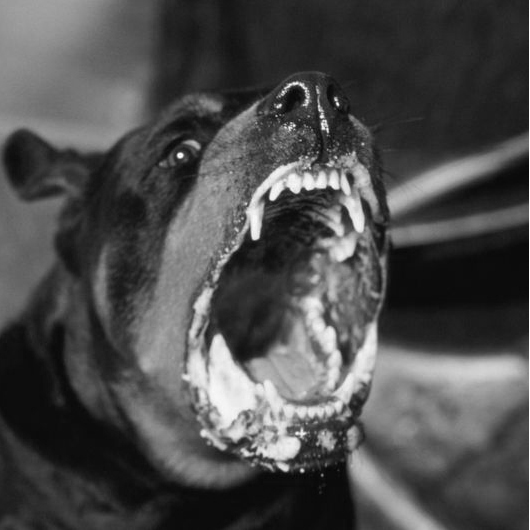 Sumo Rottweiler attack