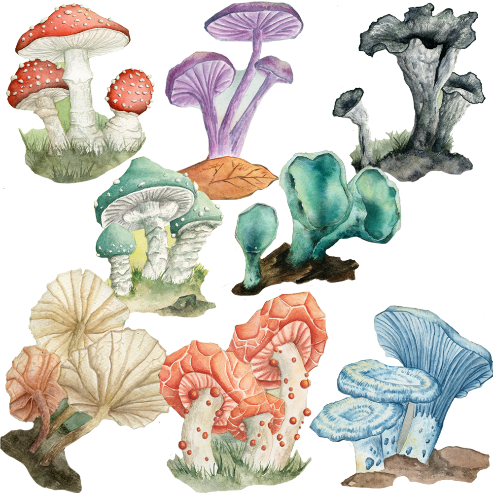 8x  Mushroom Washi Sticker