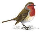 user avatar image for Robin Reeve