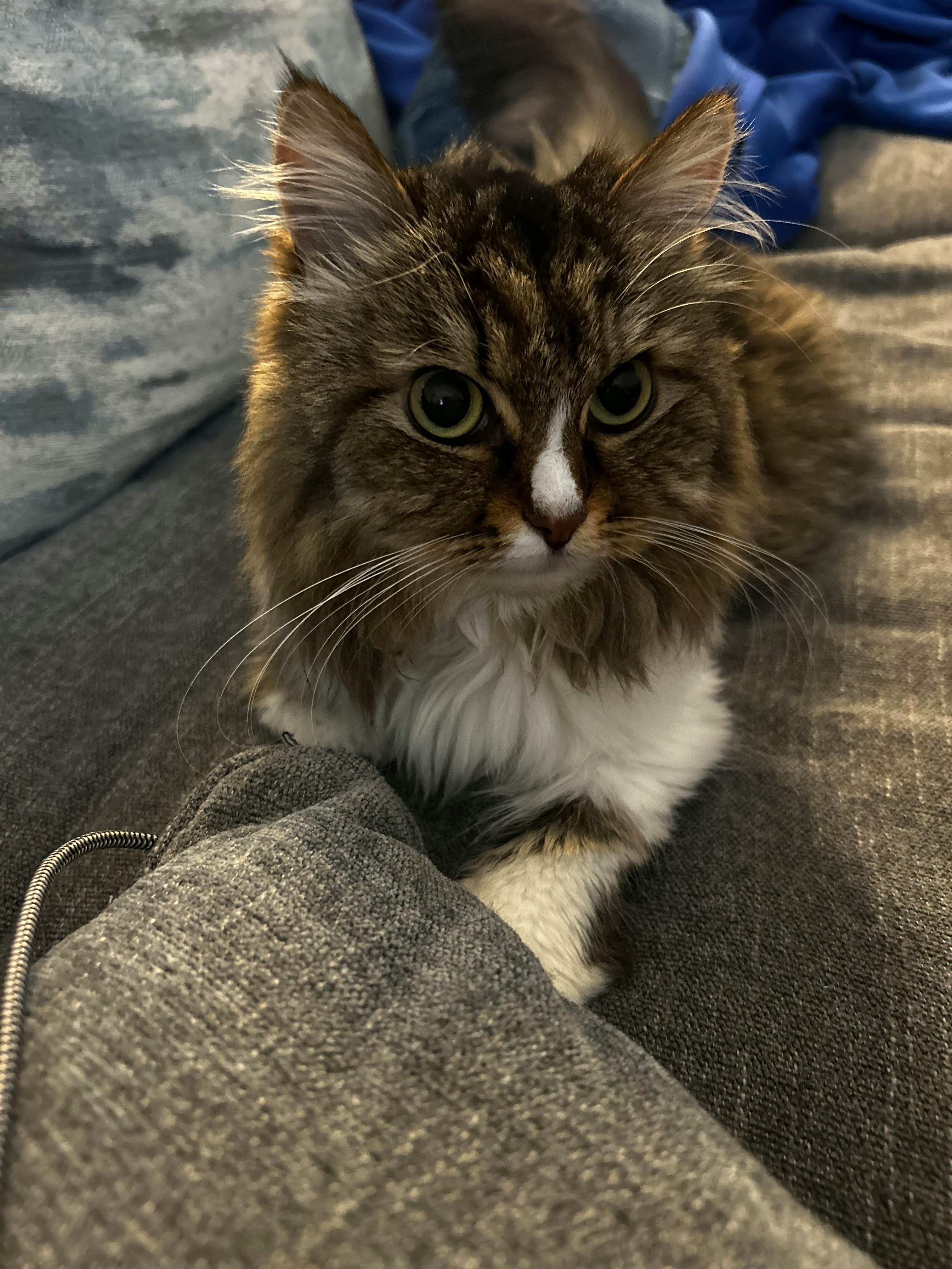 user avatar image for MadValkyrie