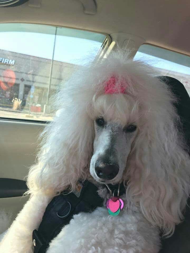 user avatar image for Pom