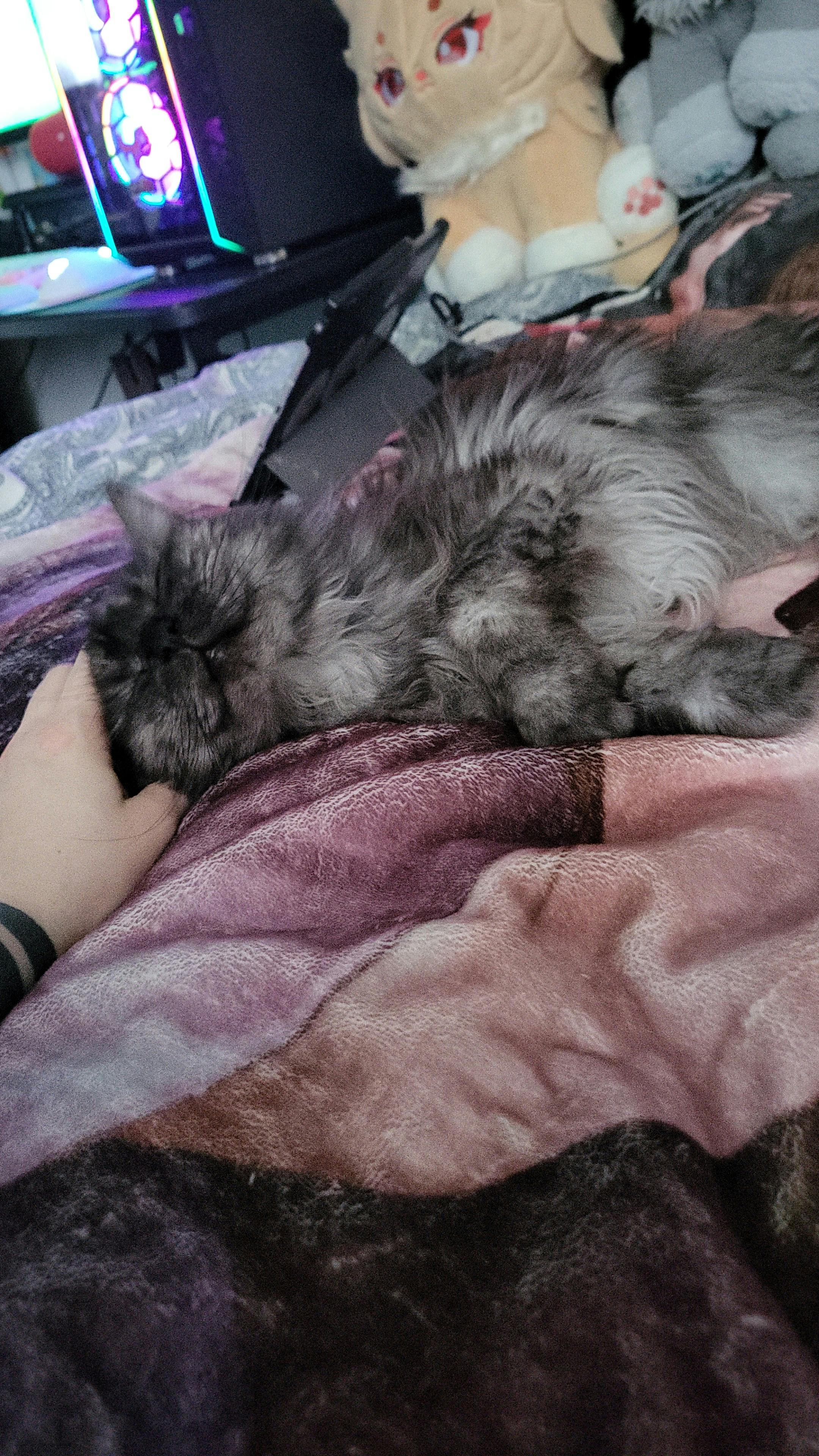 user avatar image for Weichkeks