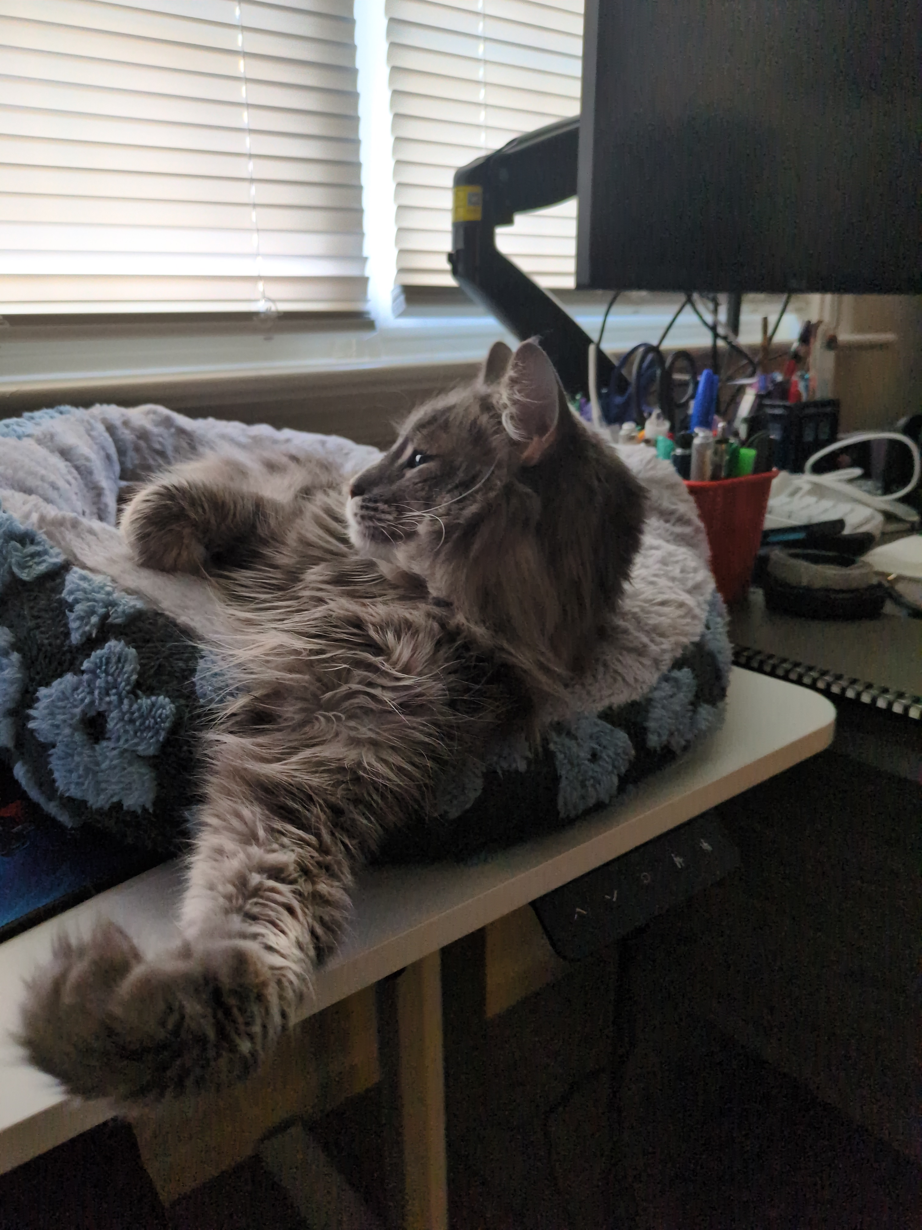 user avatar image for David Piedra 