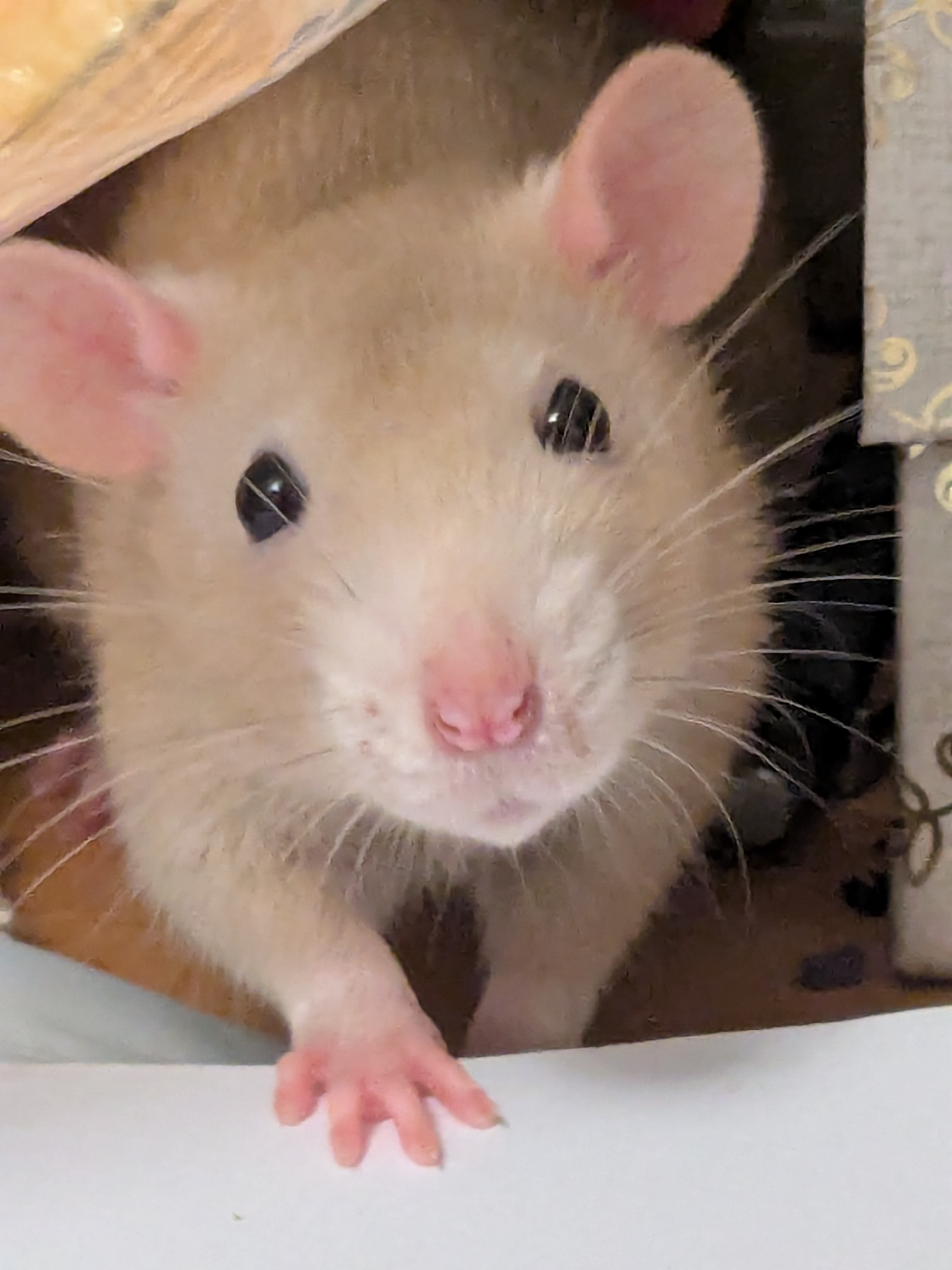 user avatar image for Kylie