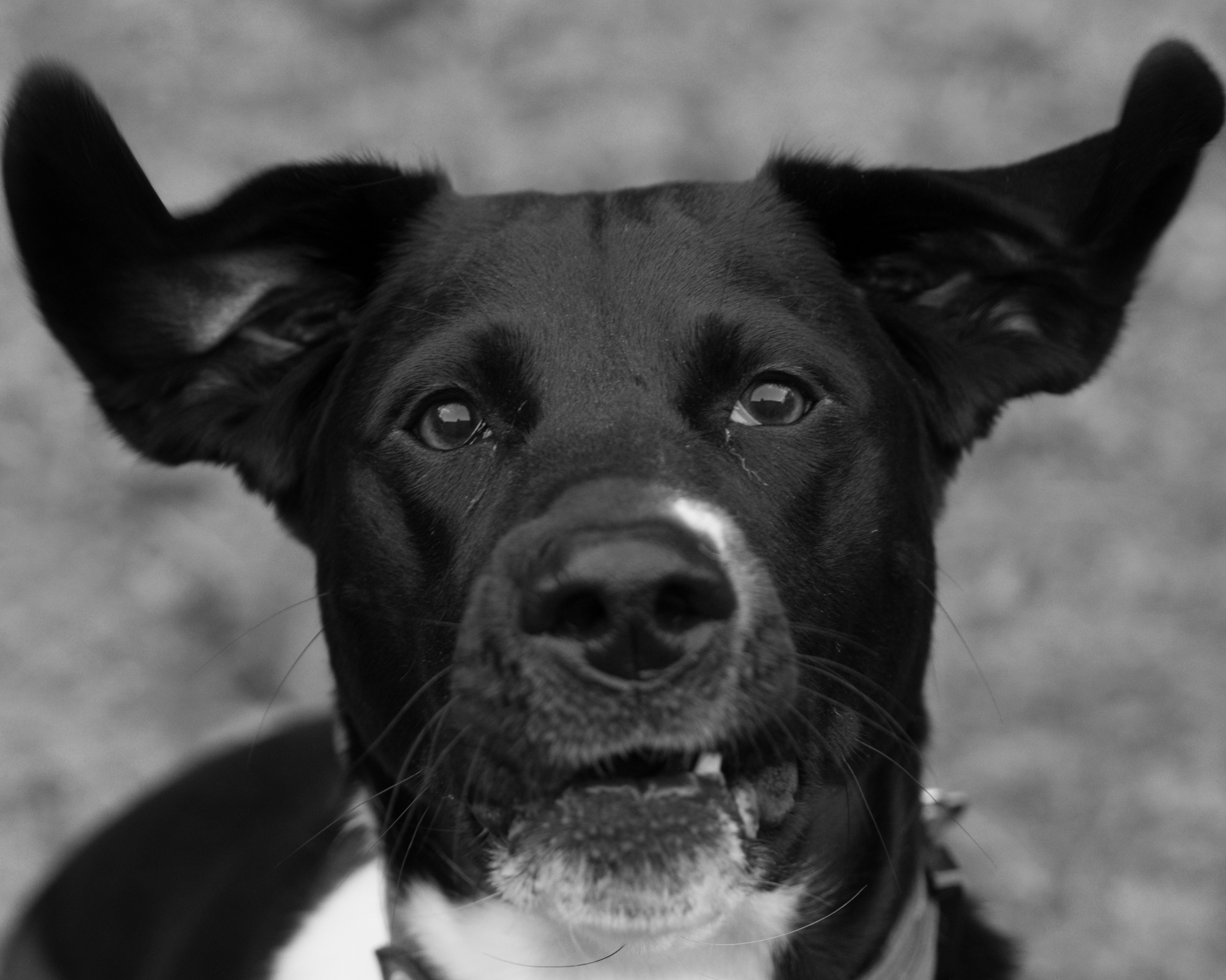 user avatar image for Gentlemanne