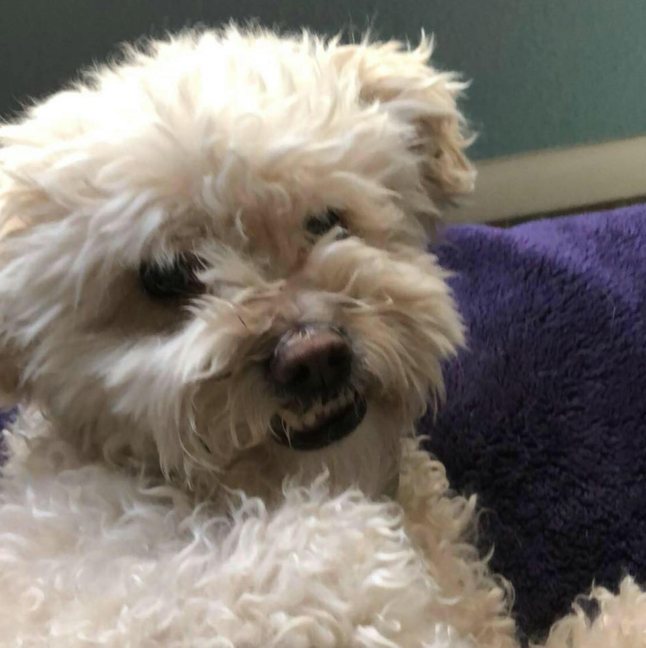 user avatar image for Brittney