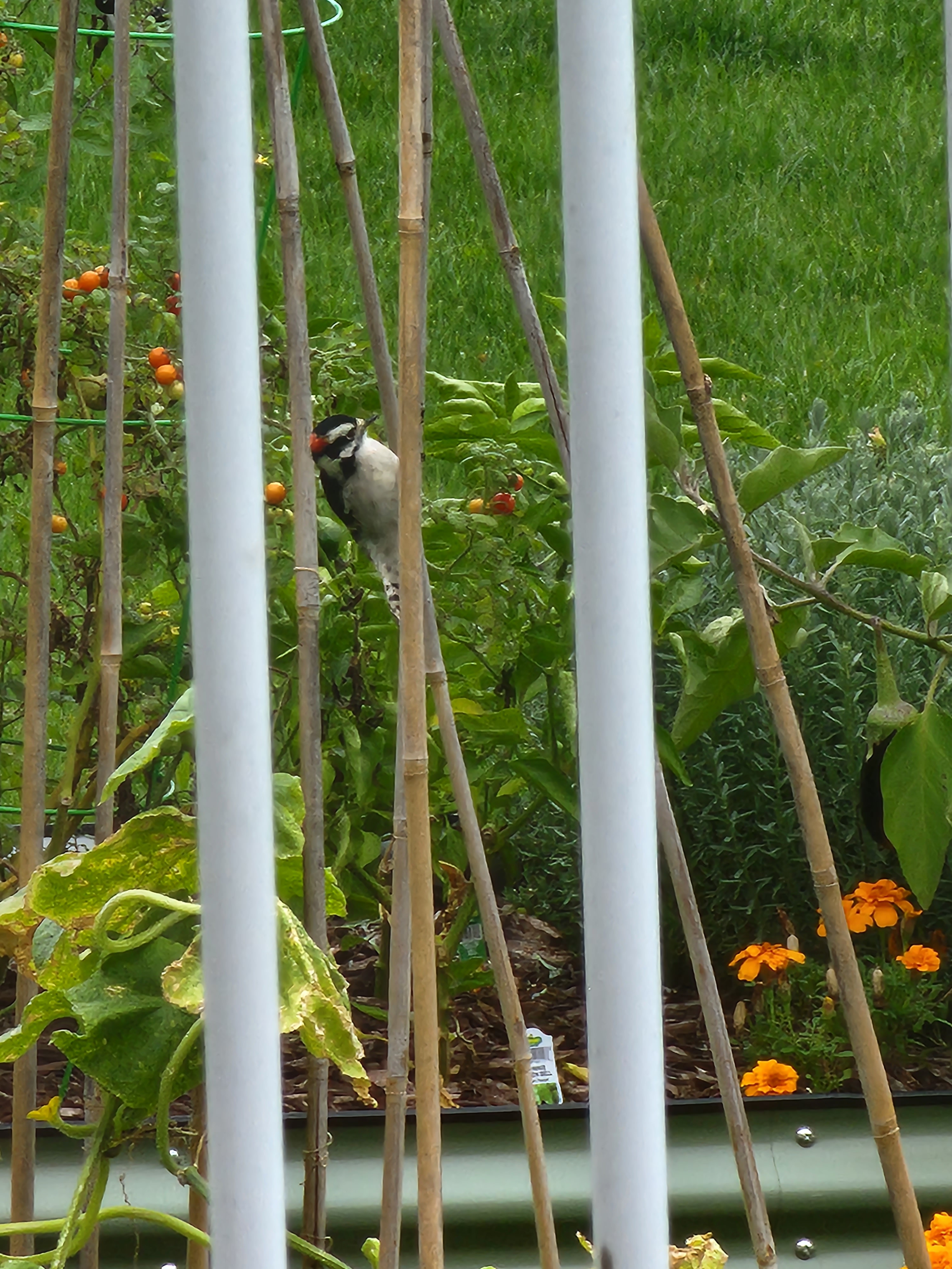 user avatar image for Eric David Rossetti