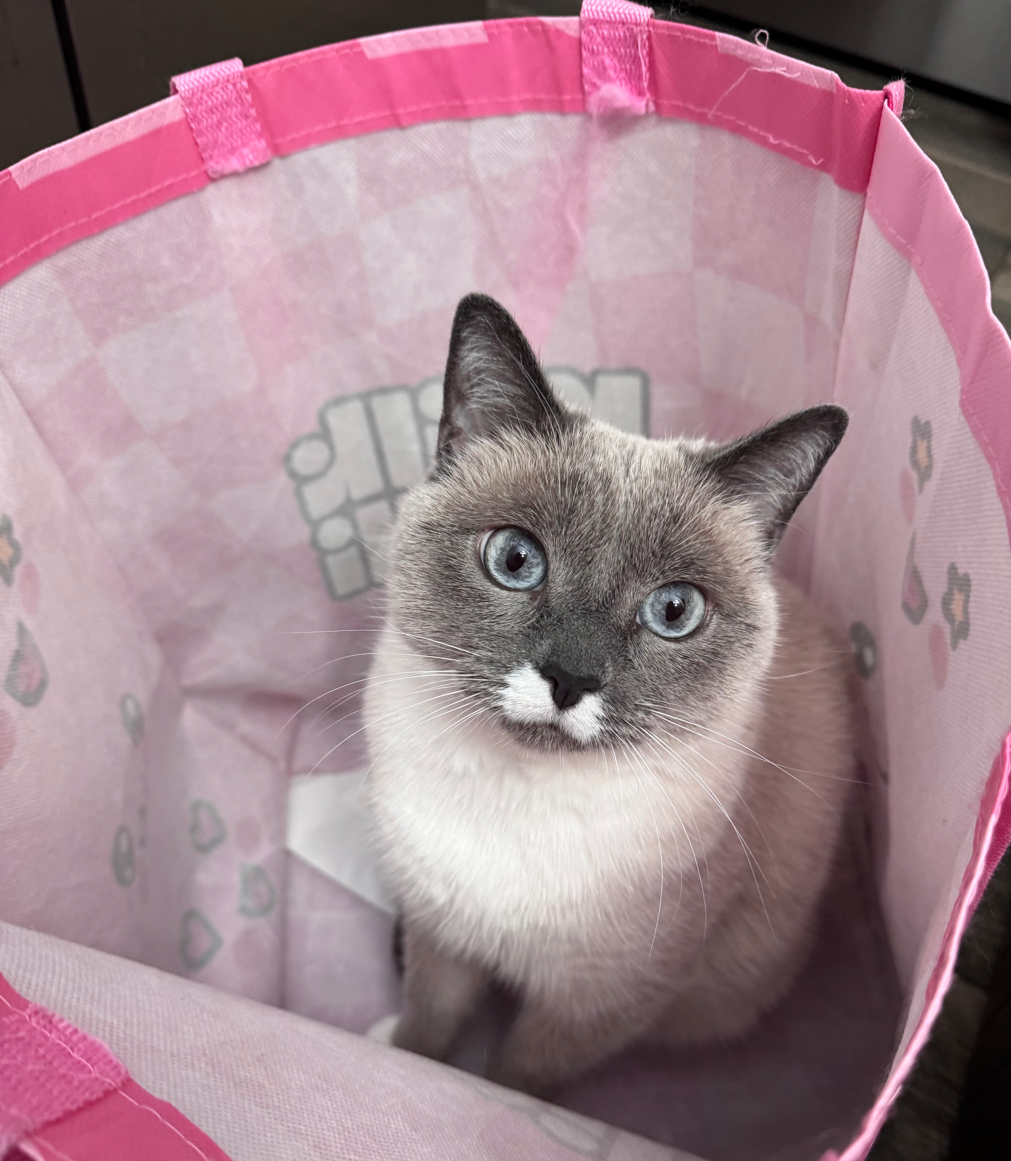 user avatar image for SHOHJE