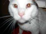 user avatar image for Skrappy