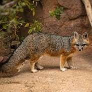 Gray Fox