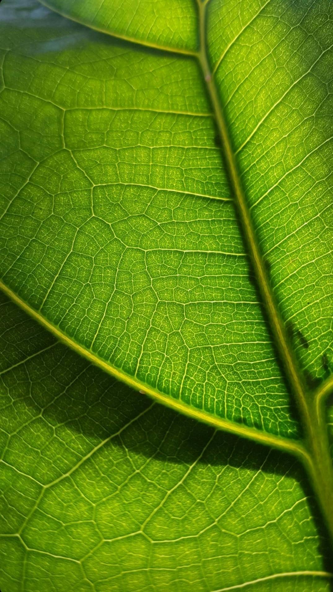 user avatar image for Melnoli