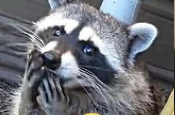 user avatar image for FRGTTNKNG