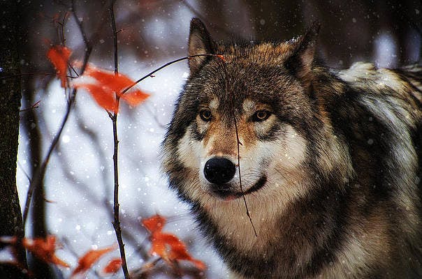 user avatar image for Heartsib