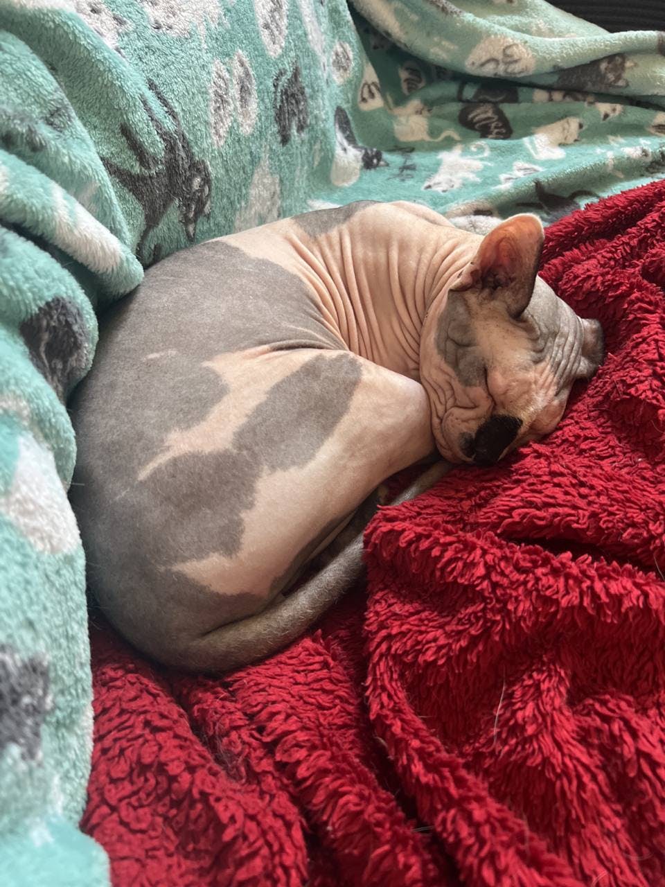 user avatar image for Scratchkitty 