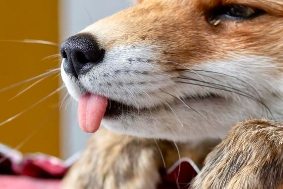 user avatar image for Saber