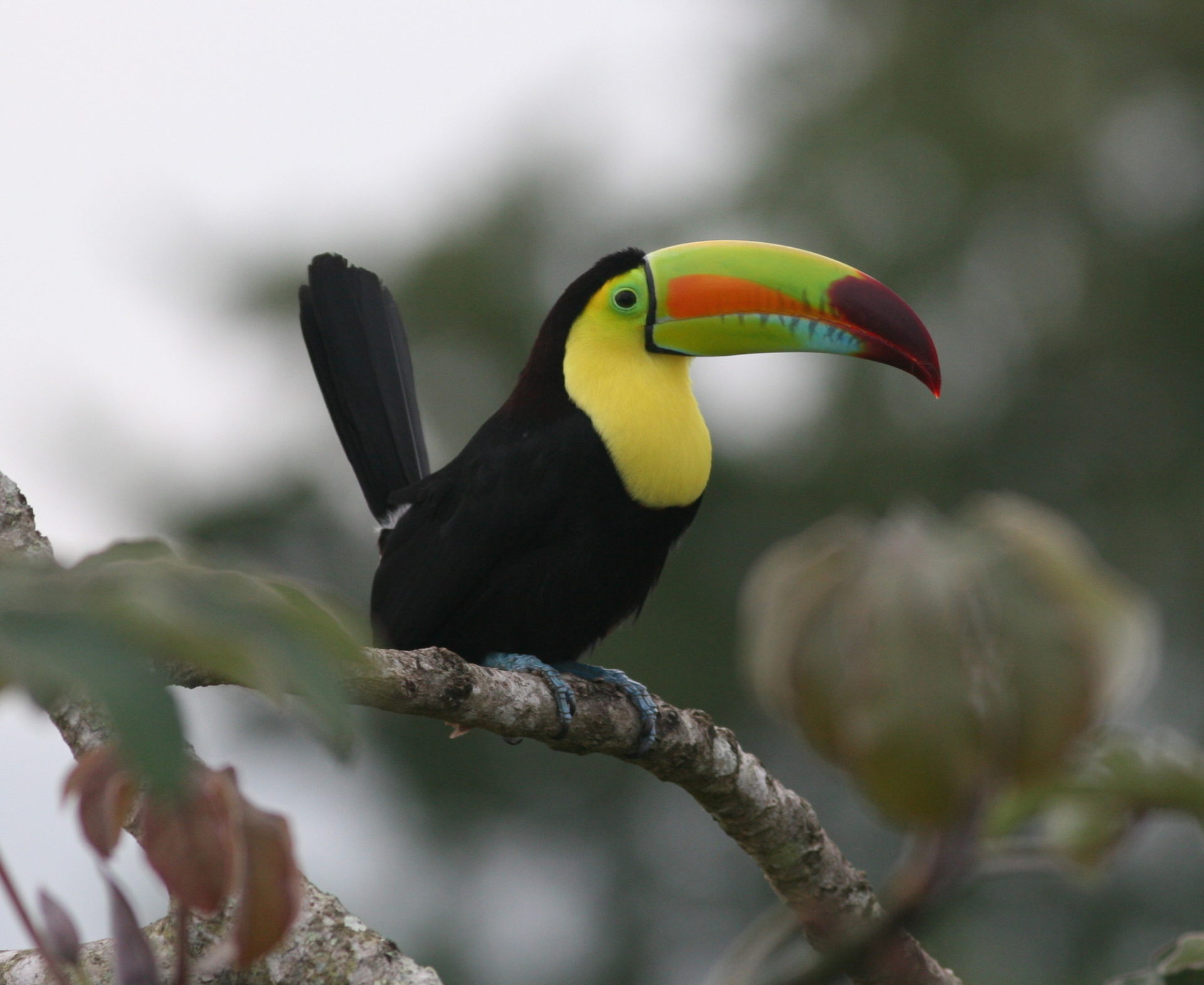 user avatar image for Anonymous Toucan
