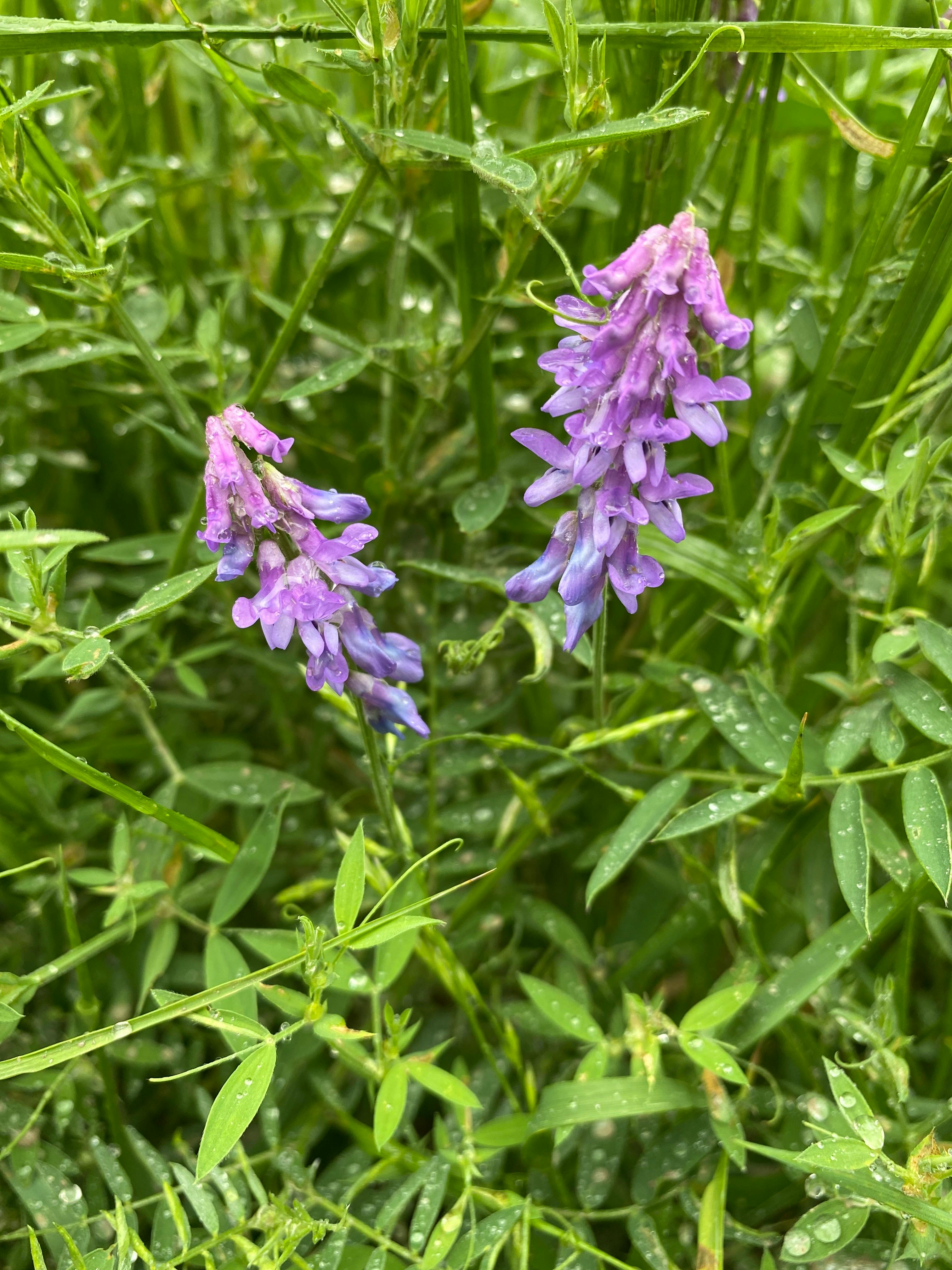 user avatar image for Thizzo