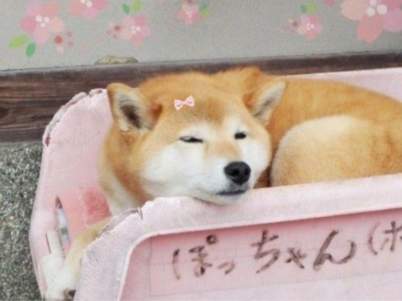 user avatar image for Kiwi