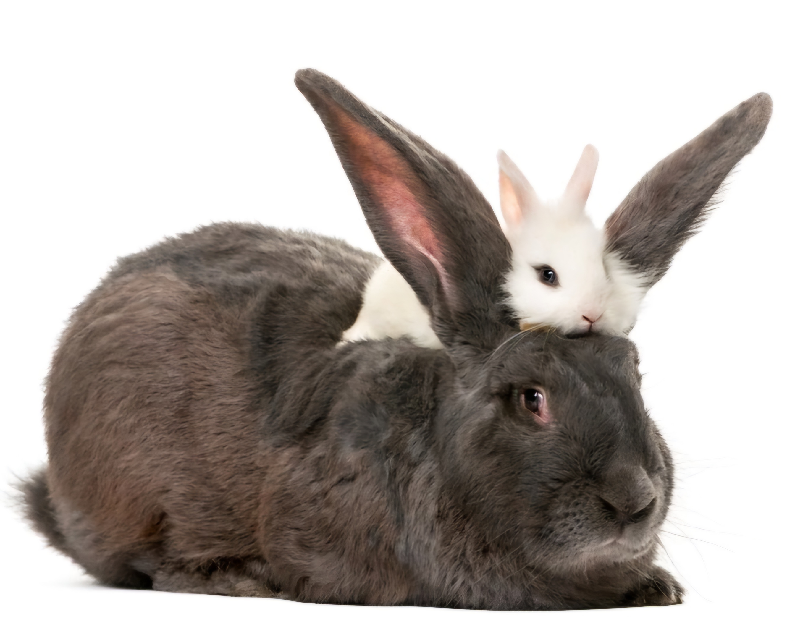 user avatar image for Linda Baustian 