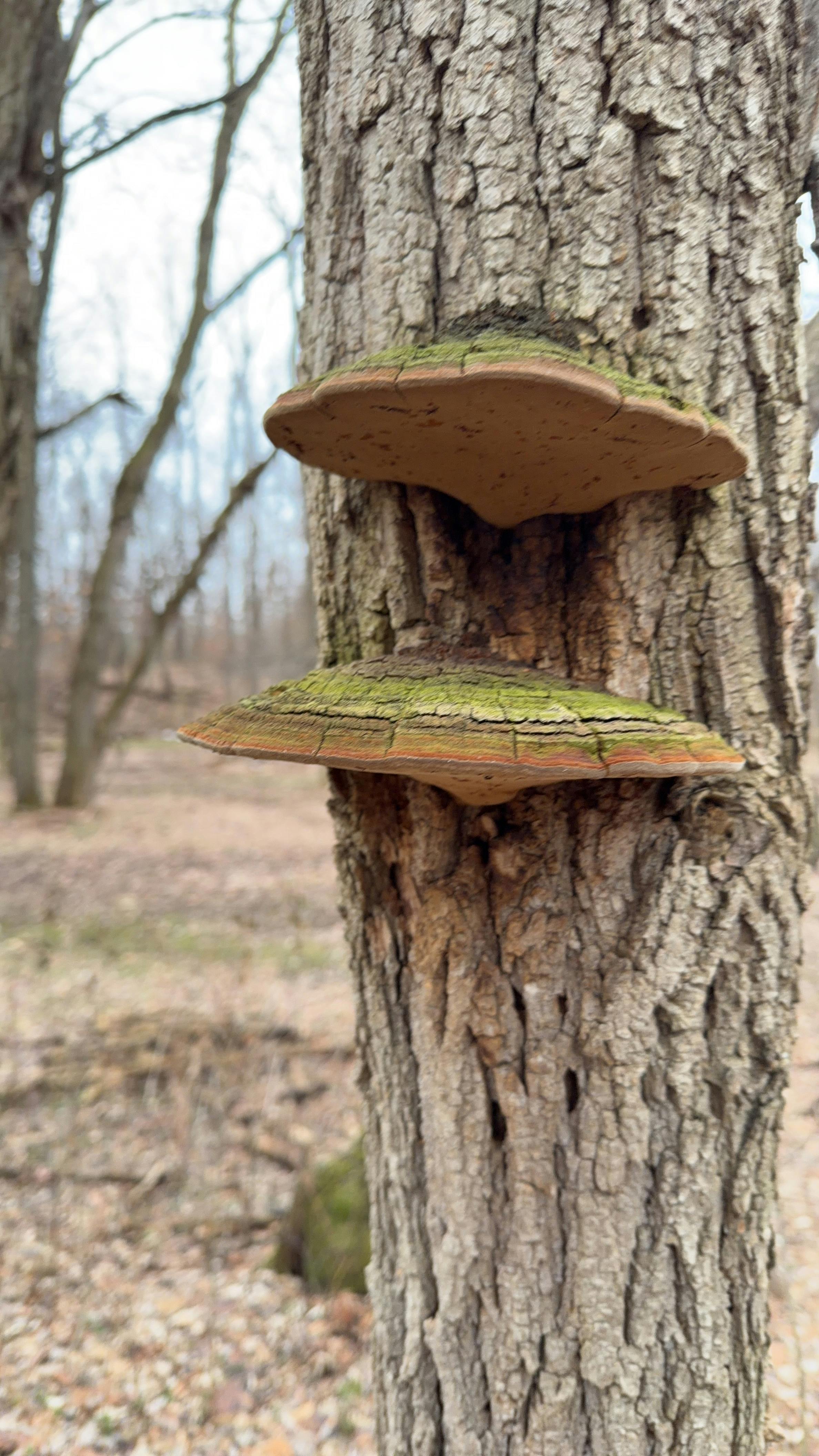 user avatar image for Juliann Labor