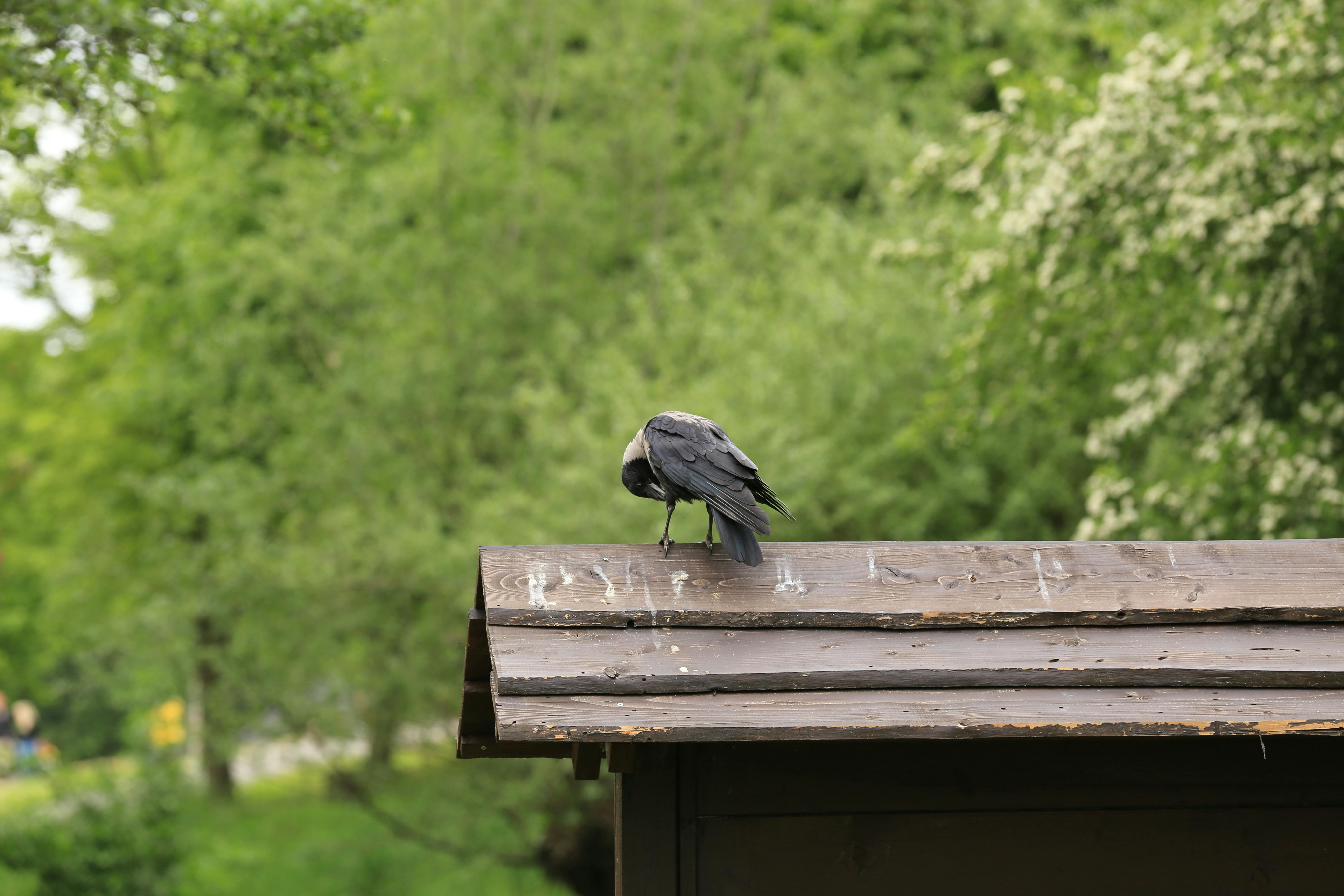 user avatar image for Rowen Chumacera