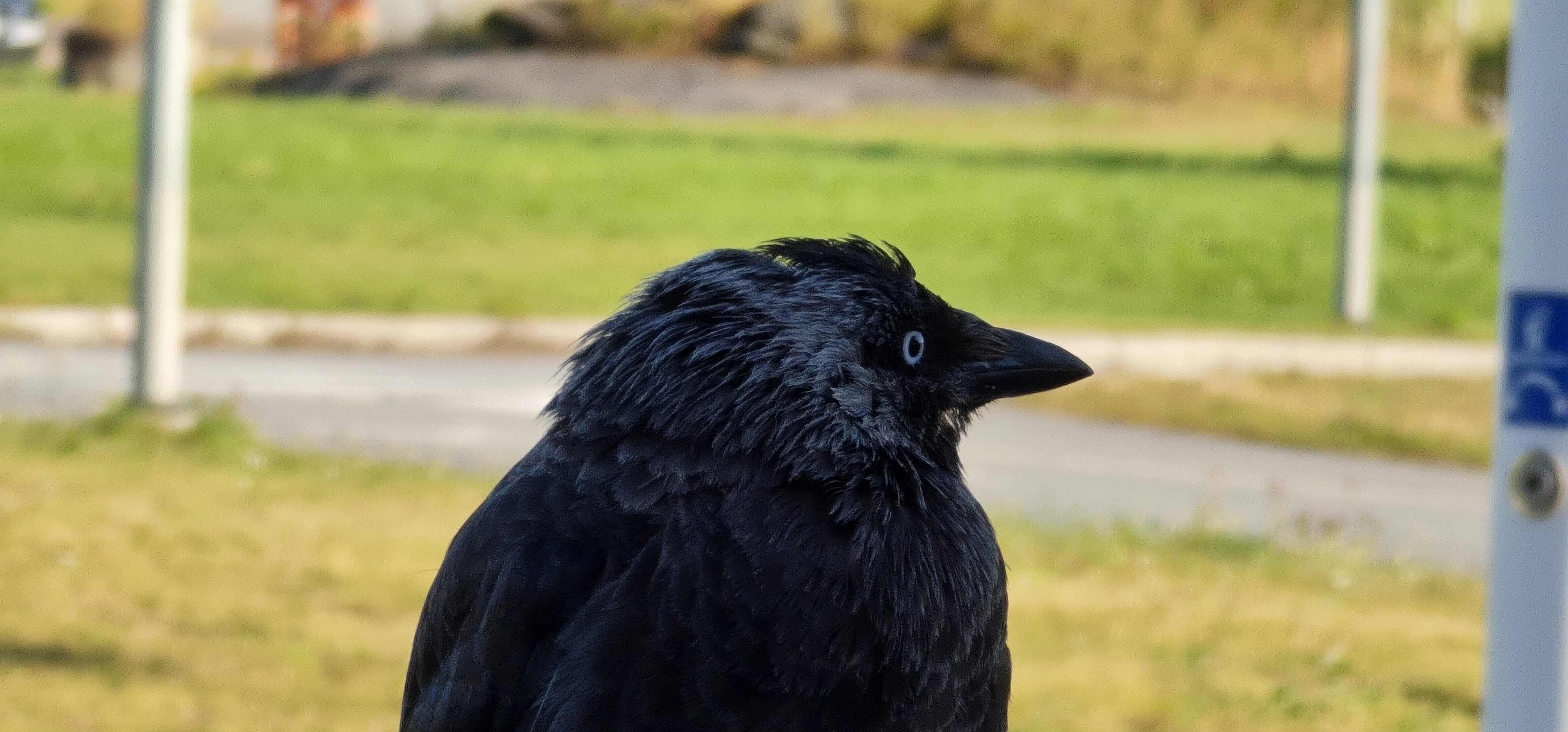 user avatar image for Grimar