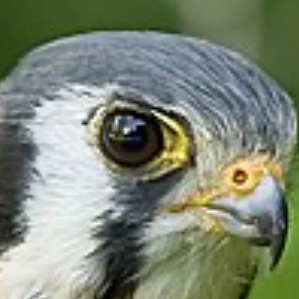 user avatar image for Jake Diebolt